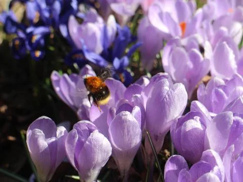 The work of the bumblebee Stock Photos