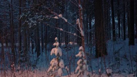 Work Car Behind Some Trees Stock Footage 169790401