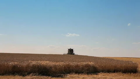 Work of a combine on a wheat field against a blue sky. Stock Footage 102169491