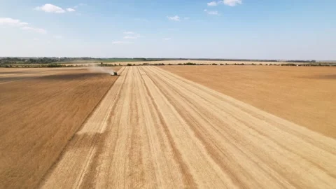 The work of combines in the field. Harvesting soybeans. Aerial view Stock Footage 252764101
