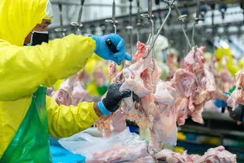 Work. on conveyor cut wing Stock Photos