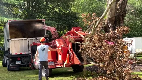 Work Crew feeds large fallen branch into the blades of a large WoodChipper. 스톡 동영상 145016411