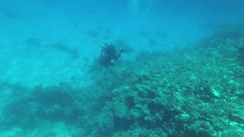 The work of a diving instructor. Diving in the sea near the coral reefs. Видео 241790353