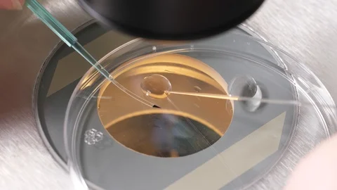 Work of embryologist carried out under microscope Stock Footage 124988854