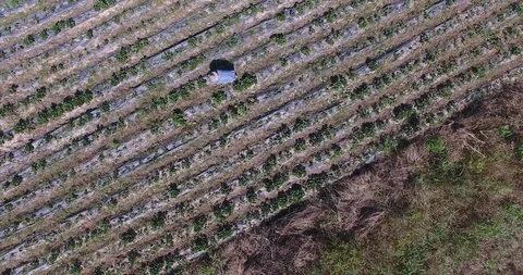 Work in the field Video stock 92031599