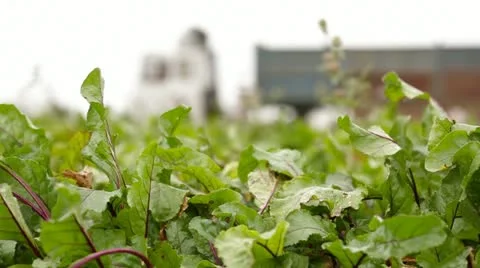 Work in Field. Two Frames. Stock Footage 22278537