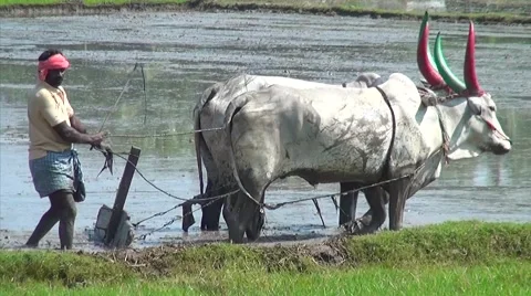 Work in the fields, India Vidéo 40032176