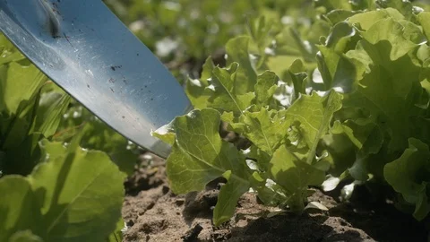Work in a garden - Digging Spring Soil With Spading fork Close up of digging Stock Footage 111383299