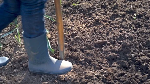 Work in a garden - Digging Spring Soil With Spading fork Video stock 126667338