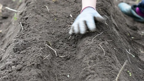 Work on the garden Stock Footage 108138121