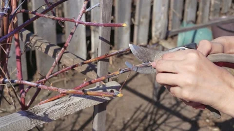 Work in the garden Stock Footage 184967345