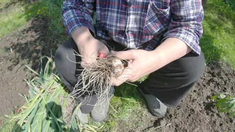Work in the garden, part 3 Stock Footage 135979038