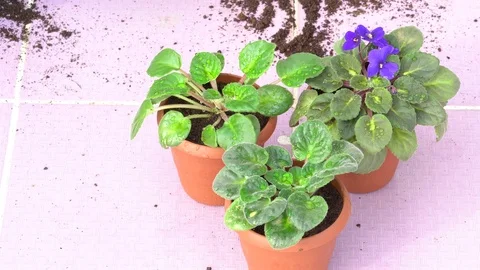 Work in the garden, planting pots Vidéo 83682791