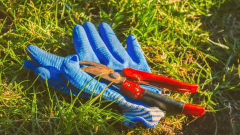 Work in garden. Pruning shears and work gloves on green grass. Pruning bushes Stock Photos