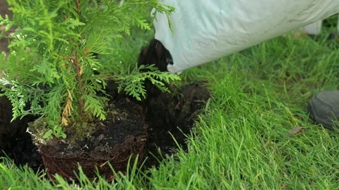 Work in the garden with young conifers, backfilling the ground in the pit Stock-Footage 199694070