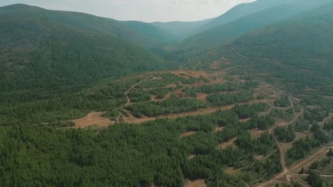 Work of geologists. Pine forest in the mountains. Summer. Yakutia. Russia. Video stock 253984904