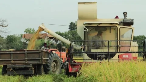Work is going on to cut the paddy from the paddy field and thresh Stock Footage 198660392