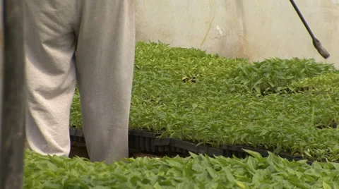 Work in greenhouse nursery Stock Footage 39671174