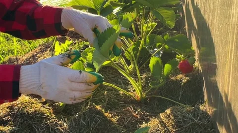 .work on the ground in the garden Stock Footage 204787054