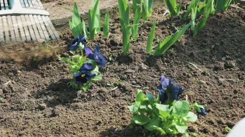 Work on the Ground With a Rake Stock Footage 62209532