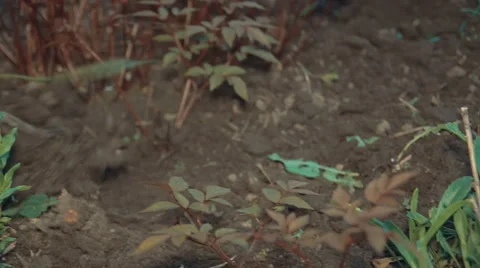 Work on the Ground With a Rake Stock Footage 62648257