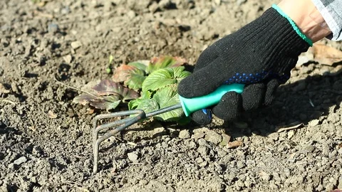 Work with a hoe in the garden Stock Footage 127309272