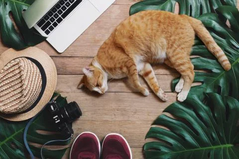 Work from home burnout, remote working and work life balance concepts with ca Stock Photos