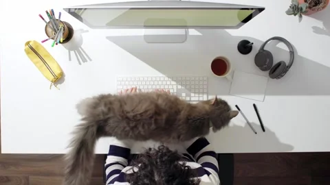 Work from home with cats Stock Footage 244728361