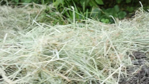 Work in a home garden Stock Footage 194976194