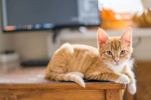 Work from home. Ginger cat sleeping under computer Stock Photos