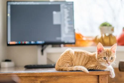 Work from home. Ginger cat sleeping under computer Stock Photos