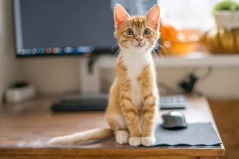 Work from home. Ginger cat sleeping under computer Stock Photos