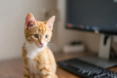 Work from home. Ginger cat sleeping under computer Stock Photos