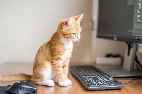 Work from home. Ginger cat sleeping under computer Stock Photos