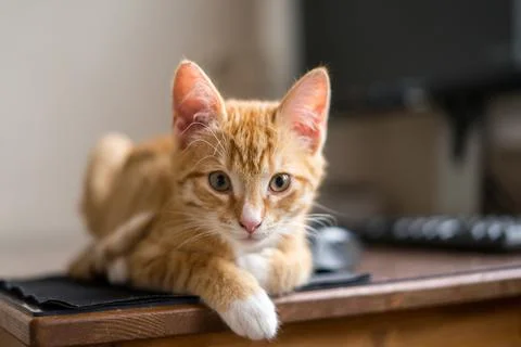 Work from home. Ginger cat sleeping under computer Stock Photos