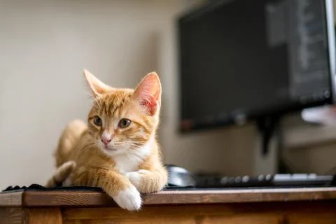 Work from home. Ginger cat sleeping under computer Stock Photos