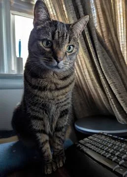 Work-From-Home Pet Fotos de archivo