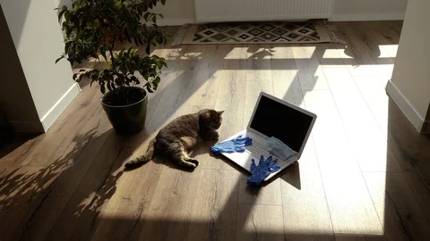 Work at home. Work at home during the worldwide virus pandemic. Stock Footage 128940104