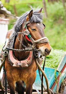 Work horse Stock Photos