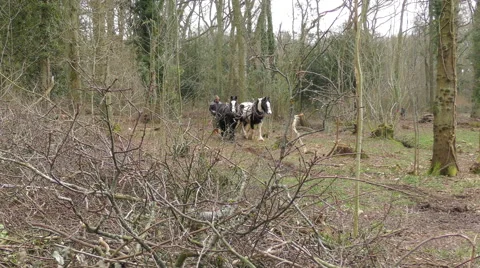Work horses with their owner Stock Footage 61064328