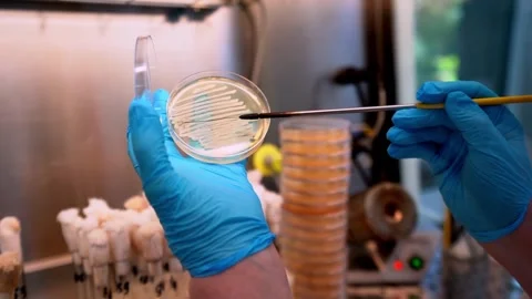 Work in the laboratory. Transplantation of high-quality bacteria. 動画素材 309681425