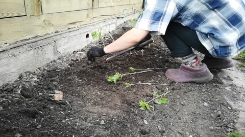 Work on the land plot. Planting a young sprout. Video stock 132197121