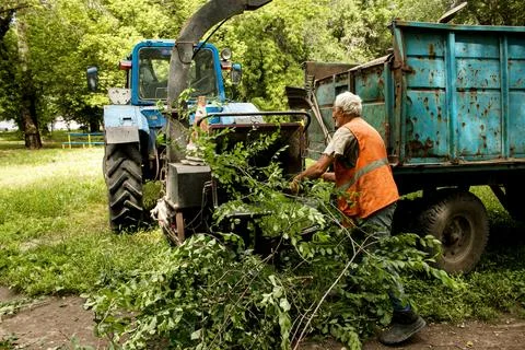 The work of a mobile shredder of dry branches and trees in a city park. Woo.. Stock Photos
