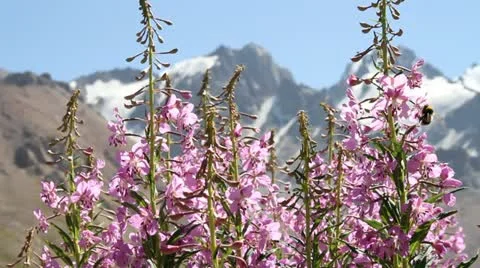 Work of a mountain bumblebee Stock Footage 11806264