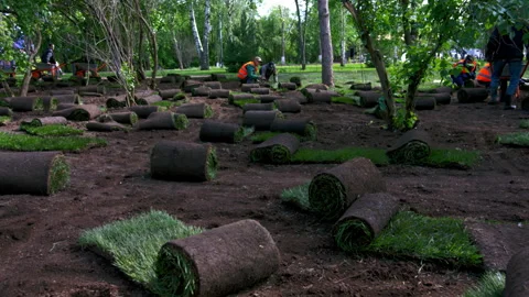 Work in park.Workers spread turf in city park during day Stock Footage 243298626