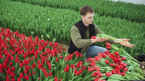 Work process of harvesting, cutting blooming tulips in the greenhouse. The Stock Footage 292912567