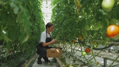 Work process of harvesting tomatoes in agricultural greenhouse. Caucasian woman Stock Footage 294517097