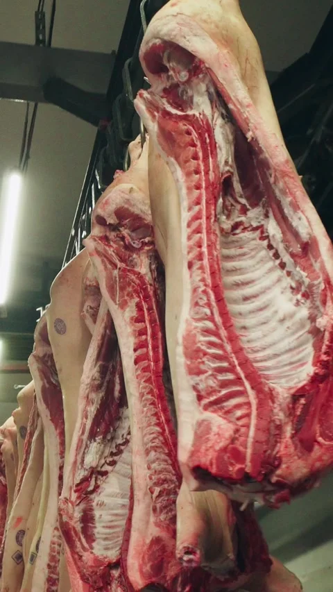 Work process at industrial meat processing plant, factory. Pork carcasses move Stock Footage 313063881