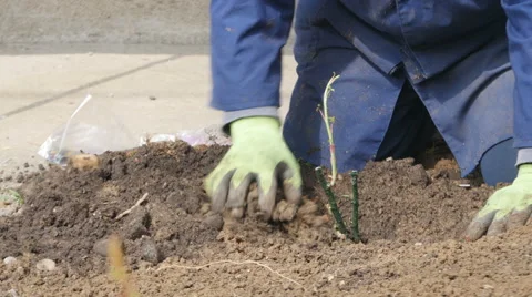Work process of rose planting, gardener pouring ground, dolly shot. Stock Footage 61414945