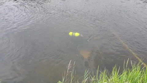 Work of a research diver documenting the underwater discovery situation Stock Footage 297393233